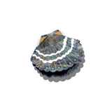 Solar Eclipse | Hand-painted Seashell Claw Hair Clips