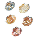 Solar Eclipse | Hand-painted Seashell Claw Hair Clips